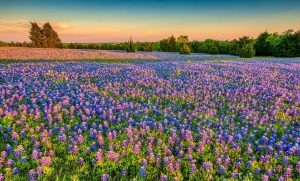 Texas Hill Country