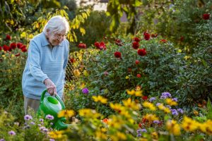 Older woman gardening her flowers.